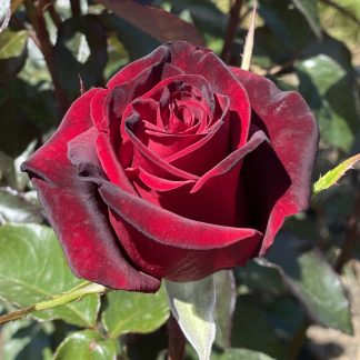 Блек Меджик