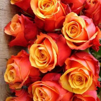 Чері Бренді