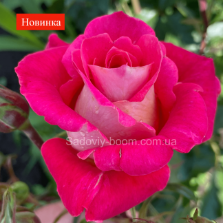 Копакабана