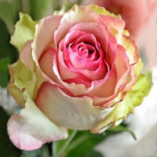 Дансінг Квін