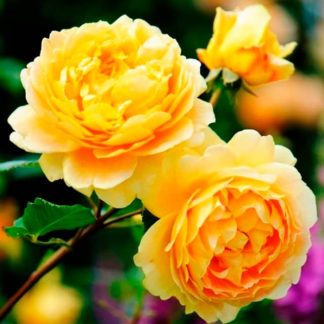 Голден Сілібрейшн Голден Сілібрейшн