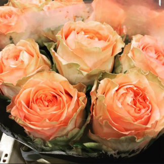 Барбарела Барбарела