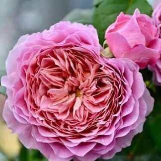 Айсфогель Айсфогель