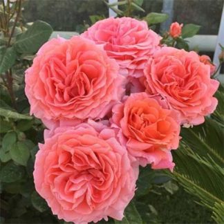 Амур де Молен Амур де Молен