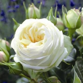 Кантрі Спіріт Ведінг Кантрі Спіріт Ведінг