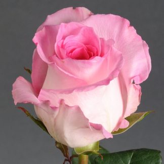 Мандала Мандала