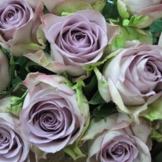 Сільве Стоун Сільве Стоун