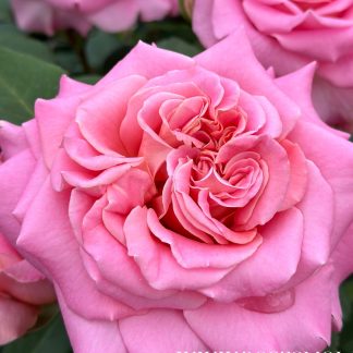 Ешлі ( 2 сорт)