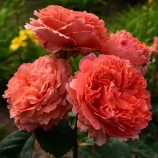 Етруска Етруска